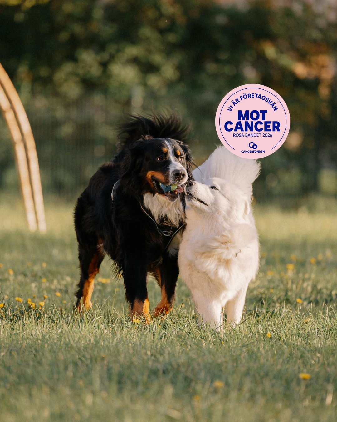 Hundar - rosa bandet